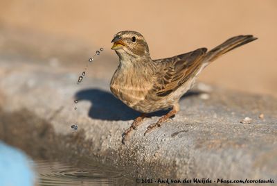 Lark-Like Bunting (Leeuwerikgors)