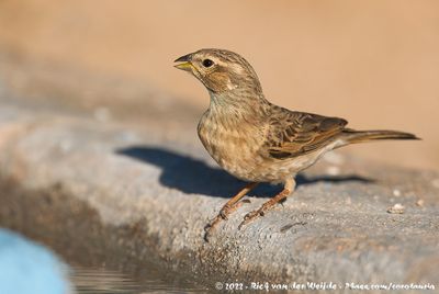 Lark-Like BuntingEmberiza impetuani impetuani
