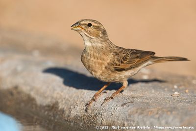 Lark-Like BuntingEmberiza impetuani impetuani