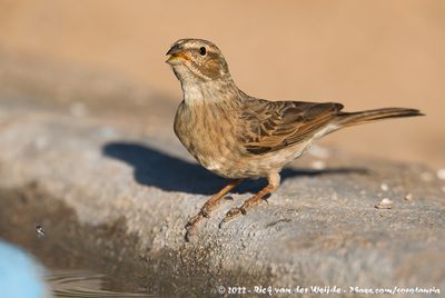 Lark-Like BuntingEmberiza impetuani impetuani