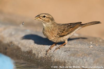Lark-Like Bunting (Leeuwerikgors)