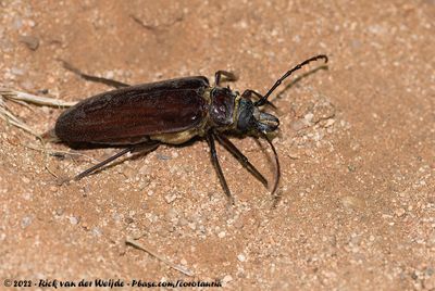 Cape Prionid Beetle (Anthracocentrus capensis)