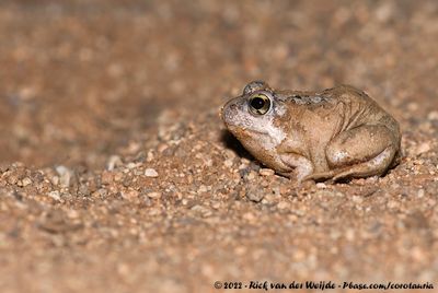 Tandy's Sand FrogTomopterna tandyi