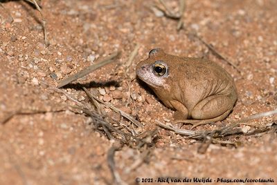 Tandy's Sand FrogTomopterna tandyi