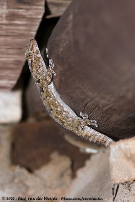 Fischer's Thick-Toed GeckoChondrodactylus laevigatus