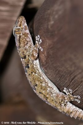 Fischer's Thick-Toed GeckoChondrodactylus laevigatus