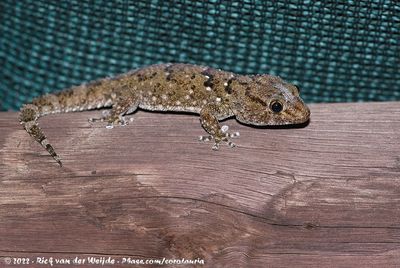 Fischer's Thick-Toed GeckoChondrodactylus laevigatus
