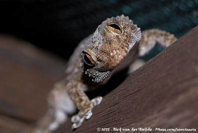 Fischer's Thick-Toed GeckoChondrodactylus laevigatus