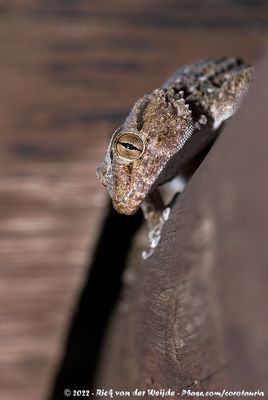 Fischer's Thick-Toed GeckoChondrodactylus laevigatus
