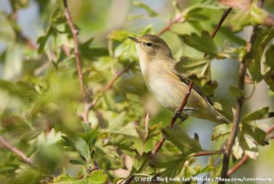 Birds of The Netherlands - Part II (Passerines)