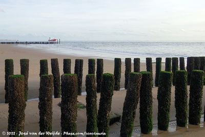 Westerschelde River Mouth