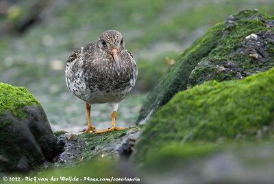 Purple Sandpiper (Paarse Strandloper)