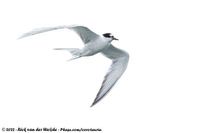 Birds of The Netherlands - Part I (Non-Passerines)