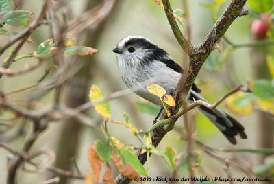 Long-Tailed Tit (Staartmees)