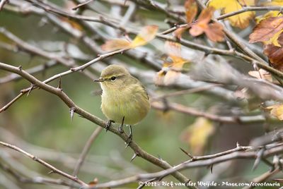 Common ChiffchaffPhylloscopus collybita collybita