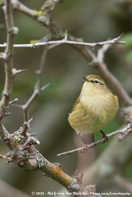 Common ChiffchaffPhylloscopus collybita collybita