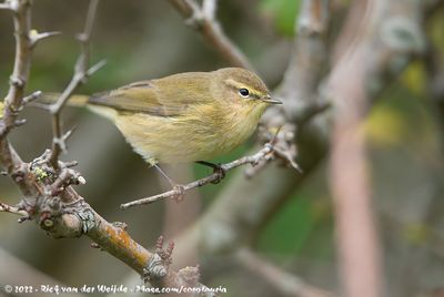 Common Chiffchaff (Tjiftjaf)