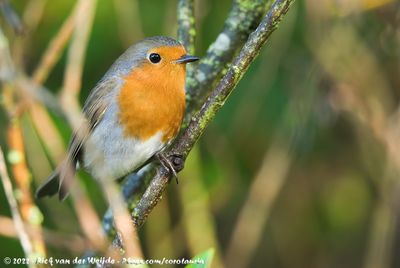 European Robin (Roodborst)