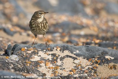 European Rock PipitAnthus petrosus littoralis