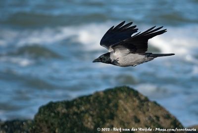 Hooded Crow (Bonte Kraai)