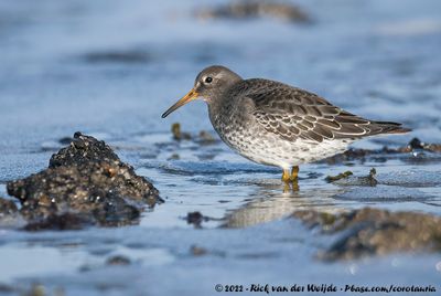 Purple SandpiperCalidris maritima