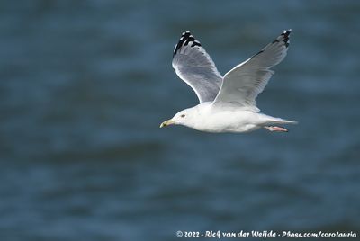 Caspian GullLarus cachinnans