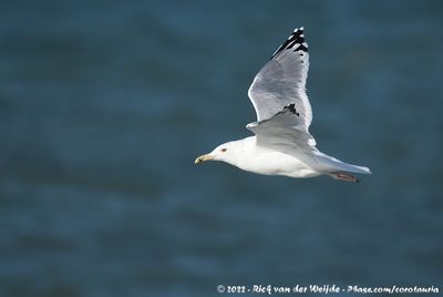 Caspian GullLarus cachinnans