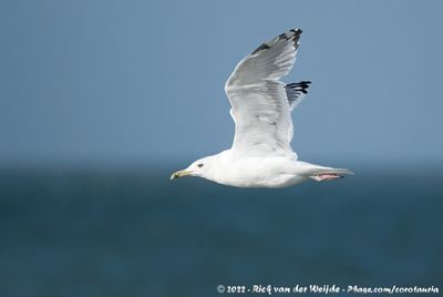 Caspian Gull (Pontische Meeuw)