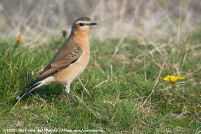 Birds of The Netherlands - Part II (Passerines)