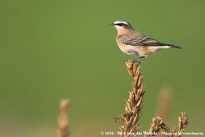 Northern WheatearOenanthe oenanthe oenanthe