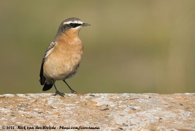 Birds of The Netherlands - Part II (Passerines)