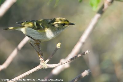 Pallas's Leaf WarblerPylloscopus proregulus