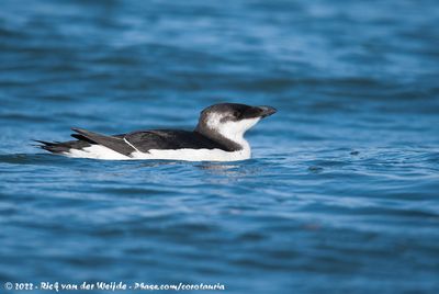 RazorbillAlca torda ssp.