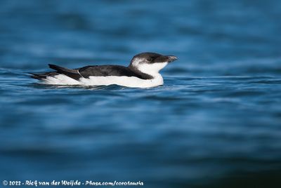 RazorbillAlca torda ssp.