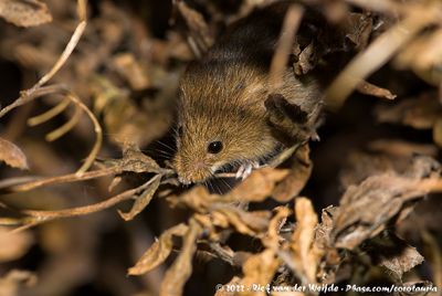 Eurasian Harvest MouseMicromys minutus