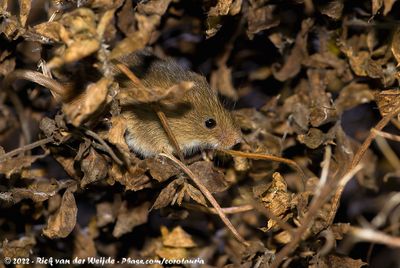 Eurasian Harvest MouseMicromys minutus