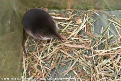 Mammals of The Netherlands