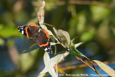 Red AdmiralVanessa atalanta atalanta