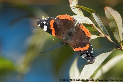 Red Admiral (Atalanta)