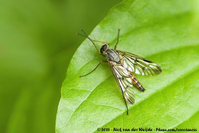 Downlooker Snipefly (Gewone Snipvlieg)