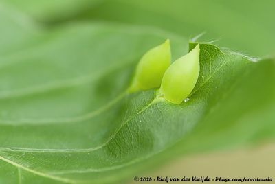 The Little Creatures of Belgium