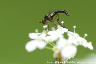 Empis nigritarsis (Zwartvoetdansvlieg)