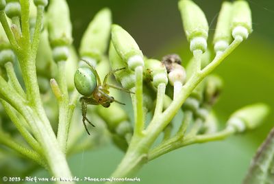 Cucumber Green Spider (Gewone & Tweelingkomkommerspin)