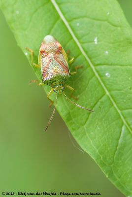 Birch Shield Bug  (Berkenkielwants)