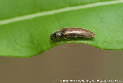 Athous subfuscus