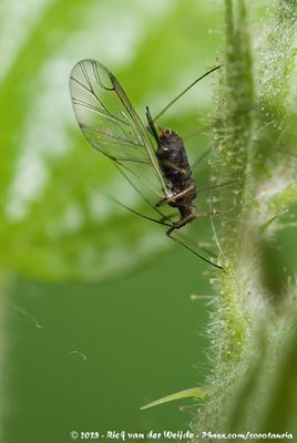 Aphidoidea indet.