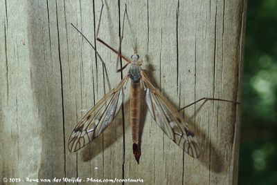 Tipula varipennis