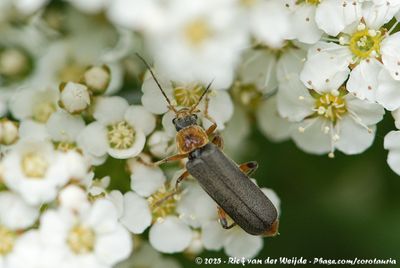 (Soldier Beetle)Cantharis nigricans