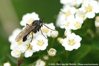 (Dance Fly)Empis tessellata