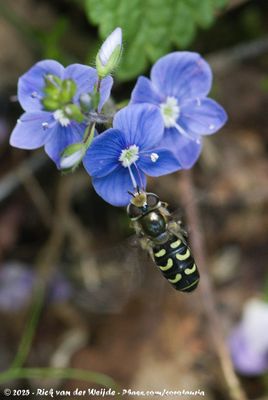 Yellow-Clubbed GlasswingScaeva selenitica
